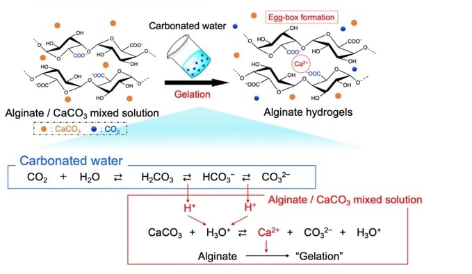 Transforming Marine Waste and Carbonated Water into Hydrogels via CO2 Release Behavior