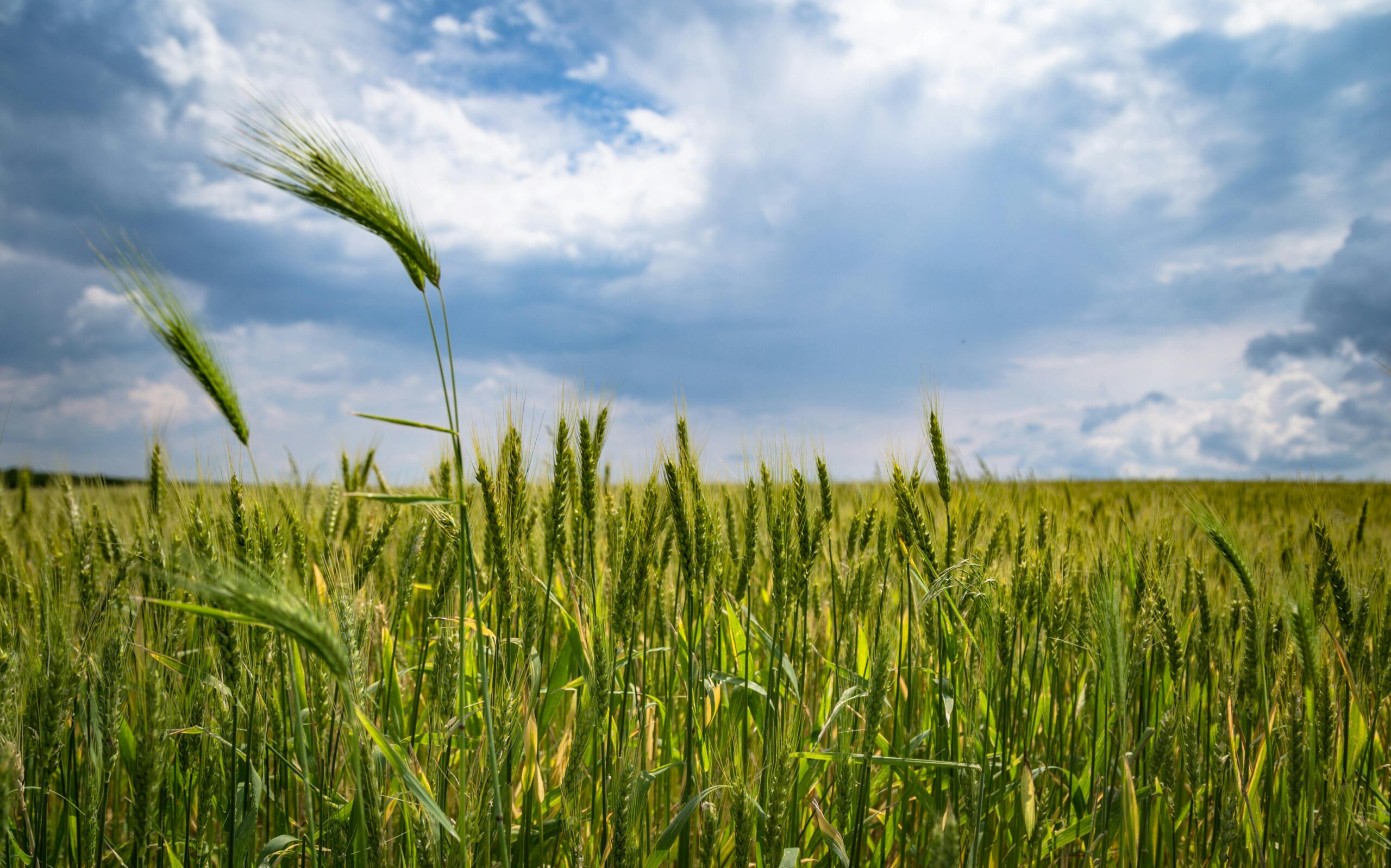 New Natural Farming Guidelines: Single Brand, Simplified Certification, and Krishi Sakhis Initiative