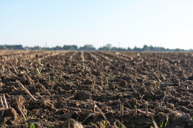 World soil day