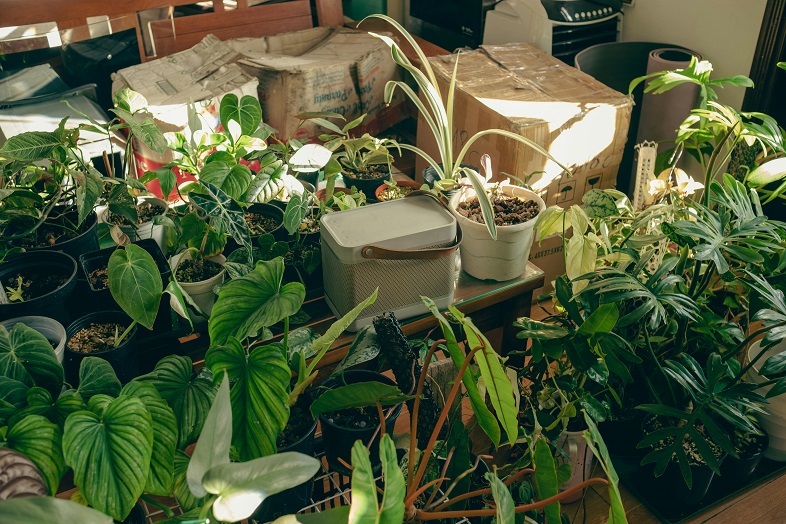 Thriving Plants