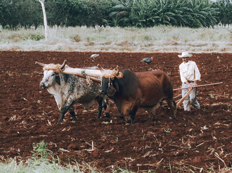 Farmer holding soil